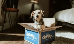cute-dog-in-box