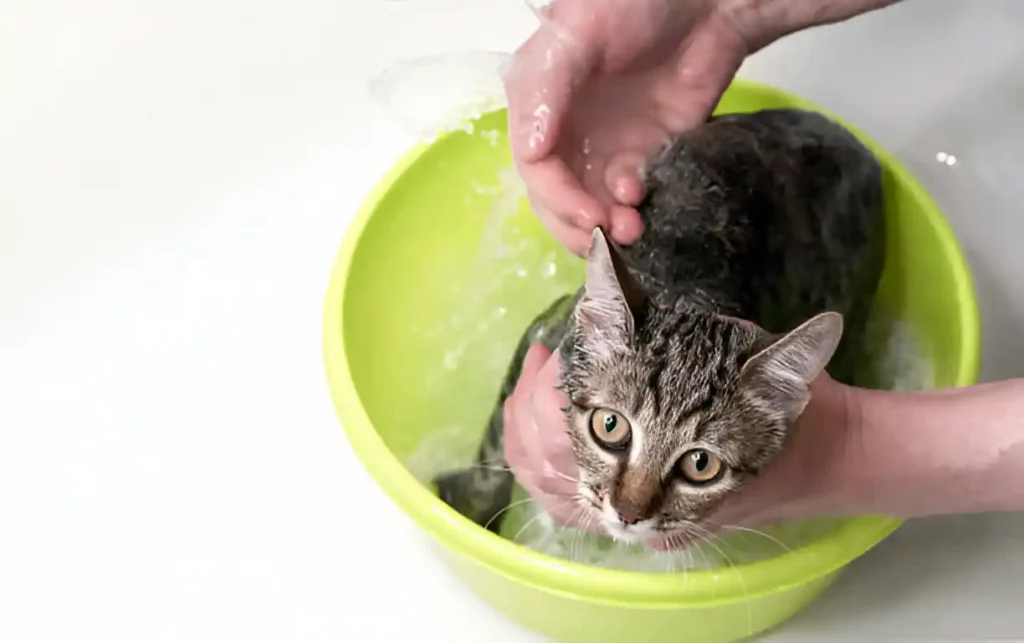 showering cat