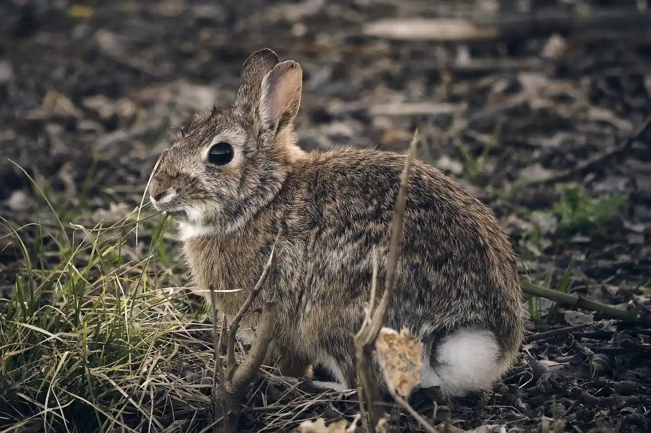 Cute Rabbit