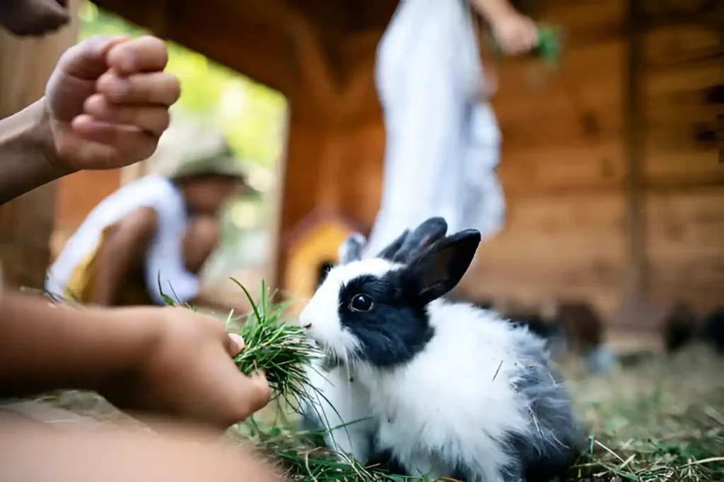 How Long Can Rabbits Go Without Food