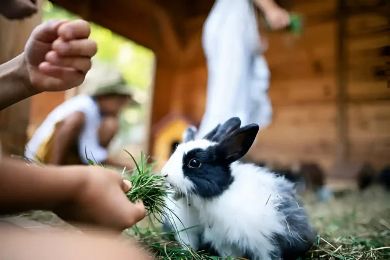 How Long Can Rabbits Go Without Food