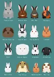 Rabbit breeding chart 2