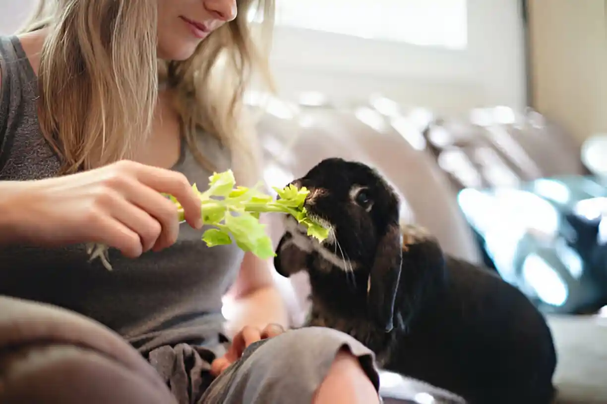 Rabbit eating leaves