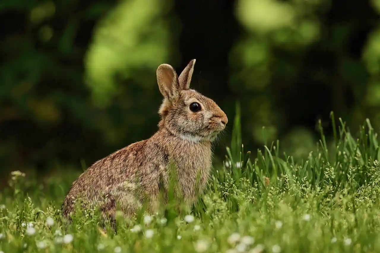 Rabbit in grass