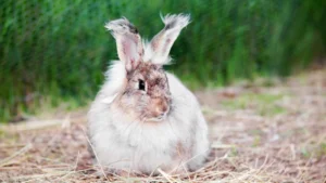 Angora Rabbit