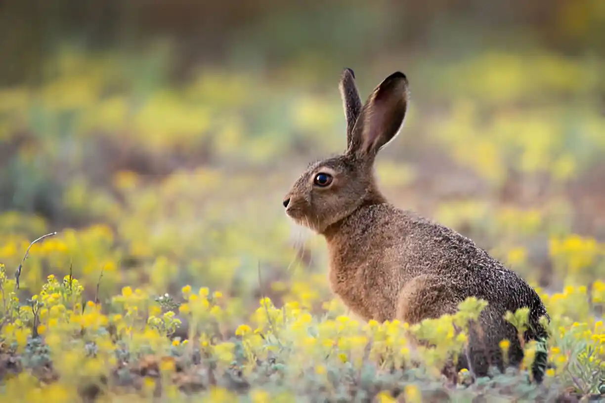 active rabbit