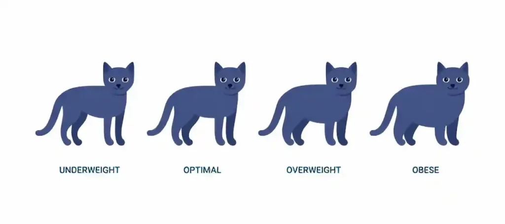 cat size chart