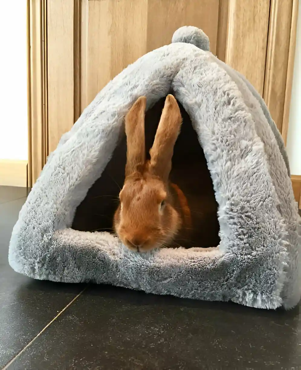 comfy rabbit bed