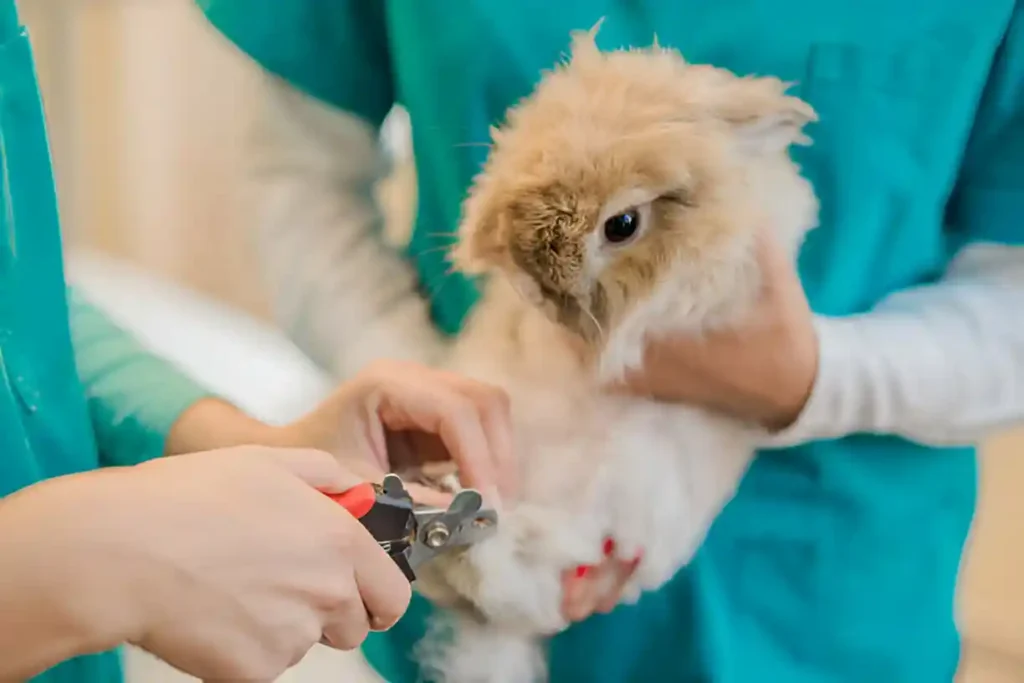 how to keep rabbits nails short without cutting