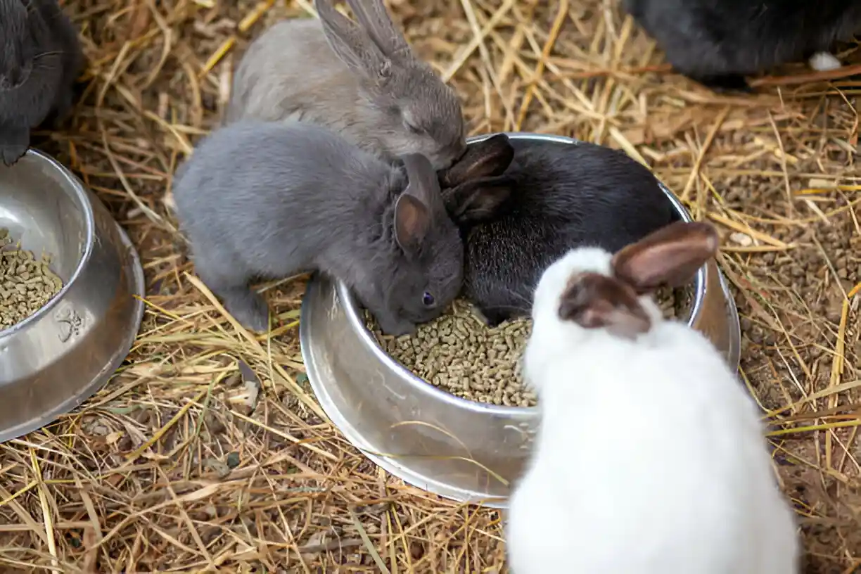 rabbit are being feeded