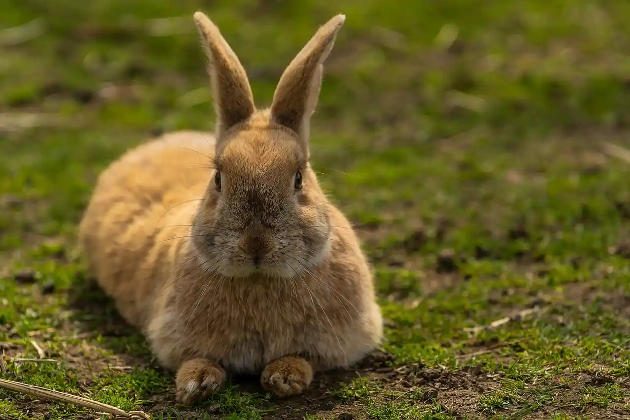 rabbit farting