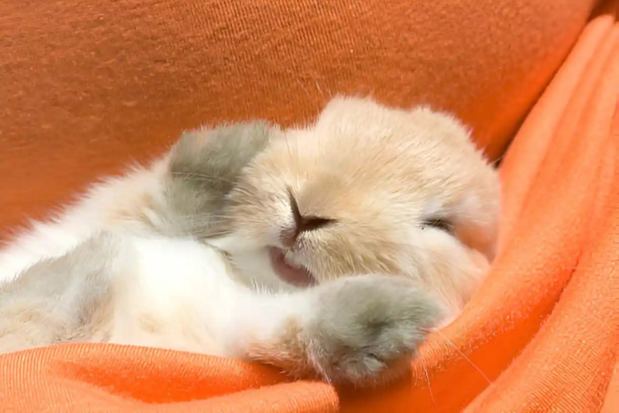 rabbit is sleeping