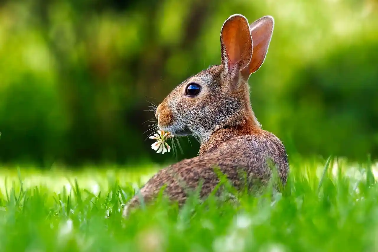 rabbit leaking gas