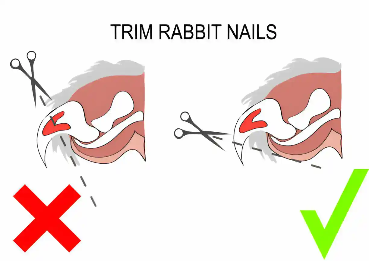 trimming rabbit nail