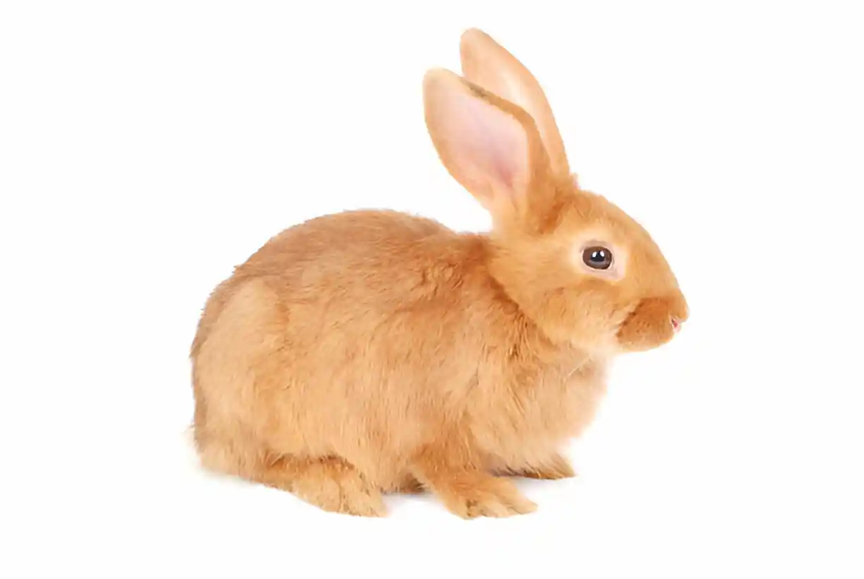 rabbit cute