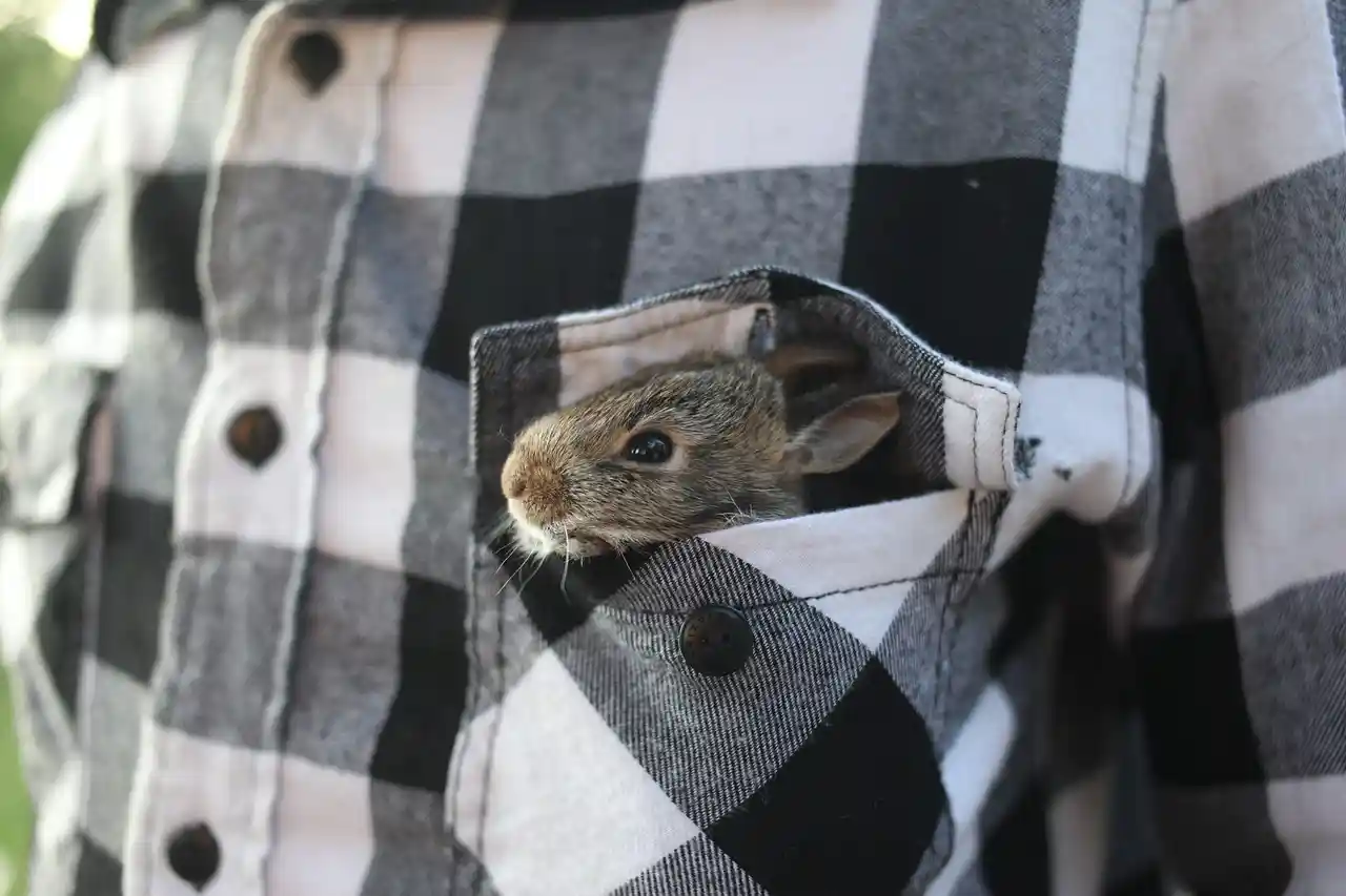 rabbit in pocket