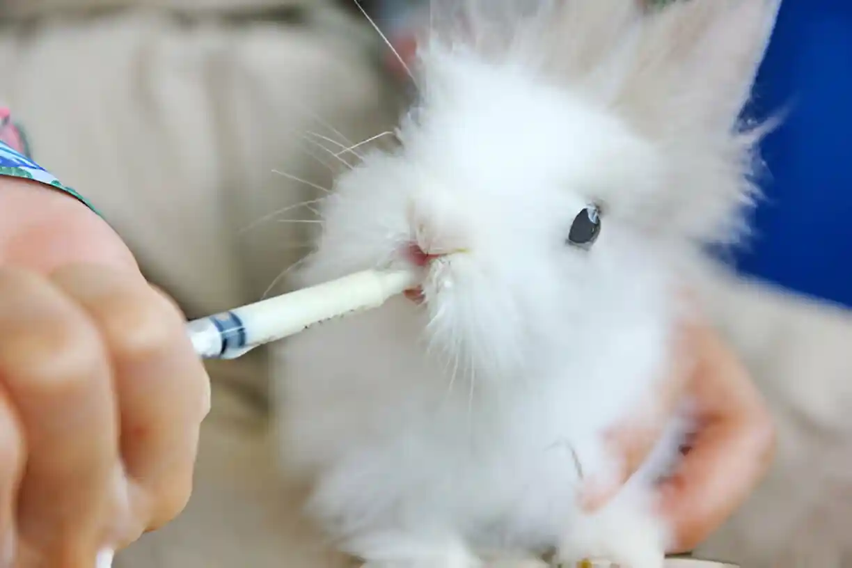 rabbit feeding medicine