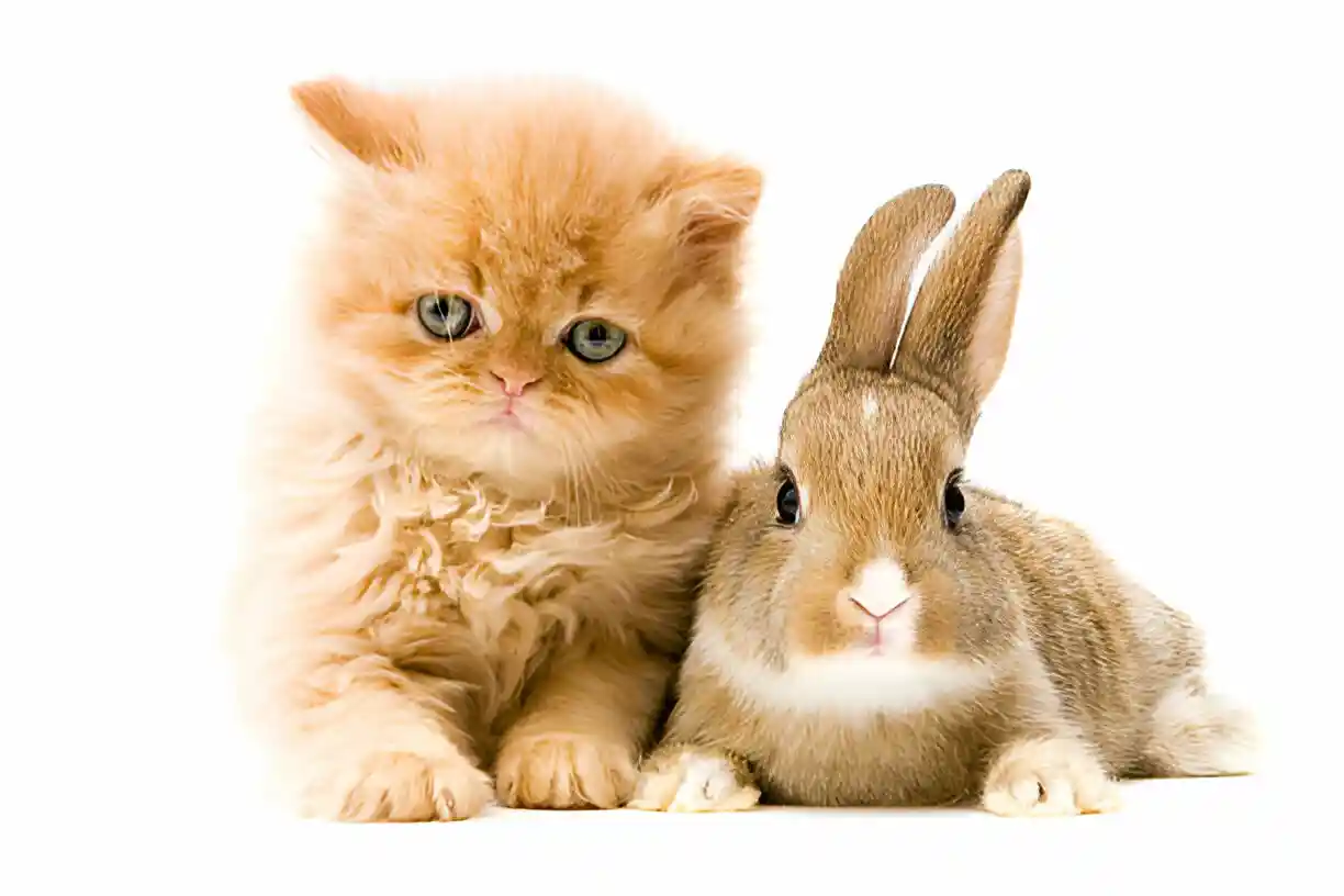 rabbit and cat