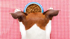 How long can dogs go without food? 