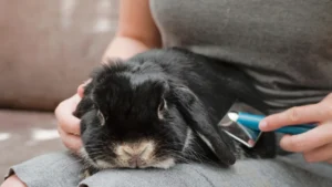 Grooming Table for Rabbits