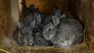 Rabbit Nest Box 