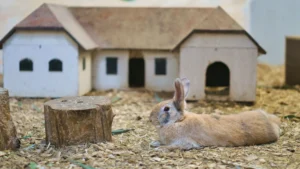 rabbit nest box 