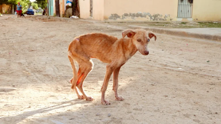 So how long can dogs go without food? When does it becomes dangerous? Are there steps you can take to get them eating again?